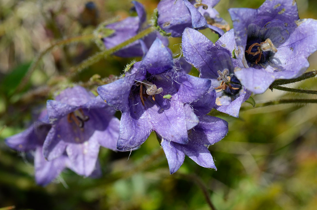 Campanula del passo Valles, da id.